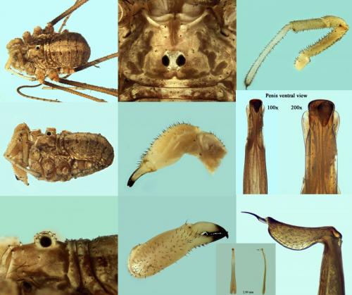 Réf. 197 841 : Opilio canestrinii